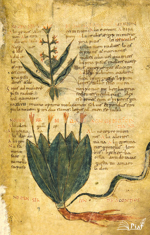 Facsímil - Herbolarium et materia medica